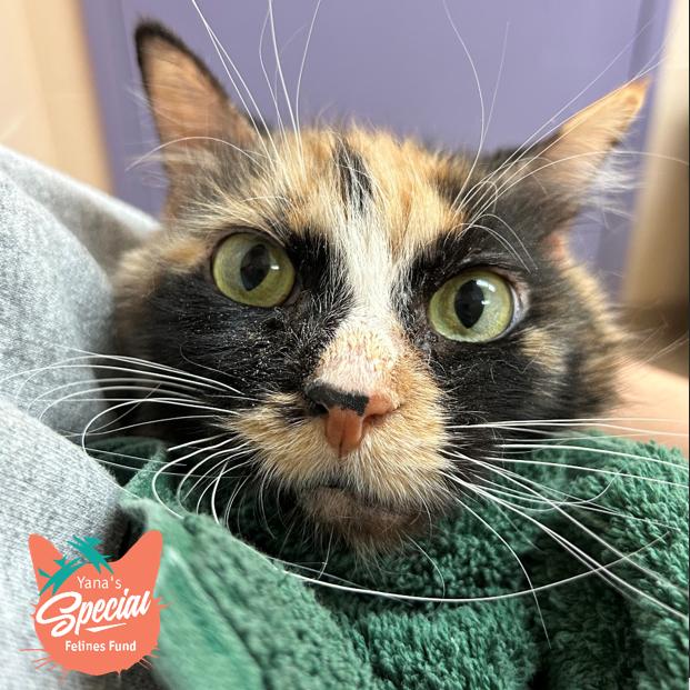 Enlarge Charity, a Adoptable Domestic Short Hair in Pittsburgh, PA image 4/4