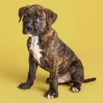 DeWalt, ADOPTABLE, Puppy Male Boxer & American Staffordshire Terrier.