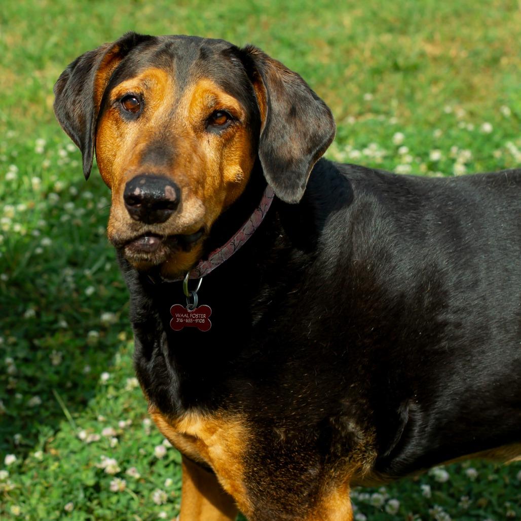 Chomper, Adoptable, Senior Female Doberman Pinscher & Great Dane.