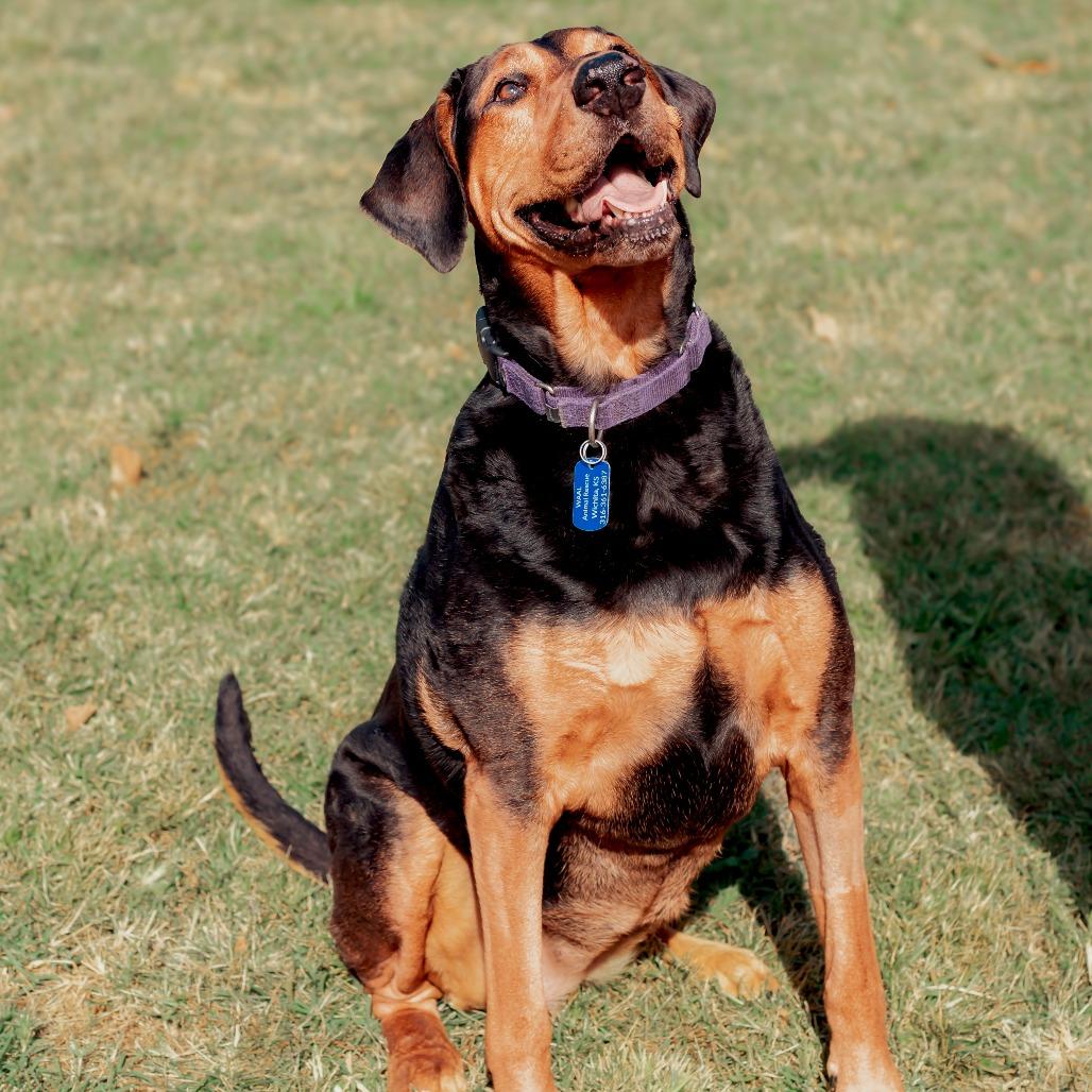 Chomper, Adoptable, Senior Female Doberman Pinscher & Great Dane.