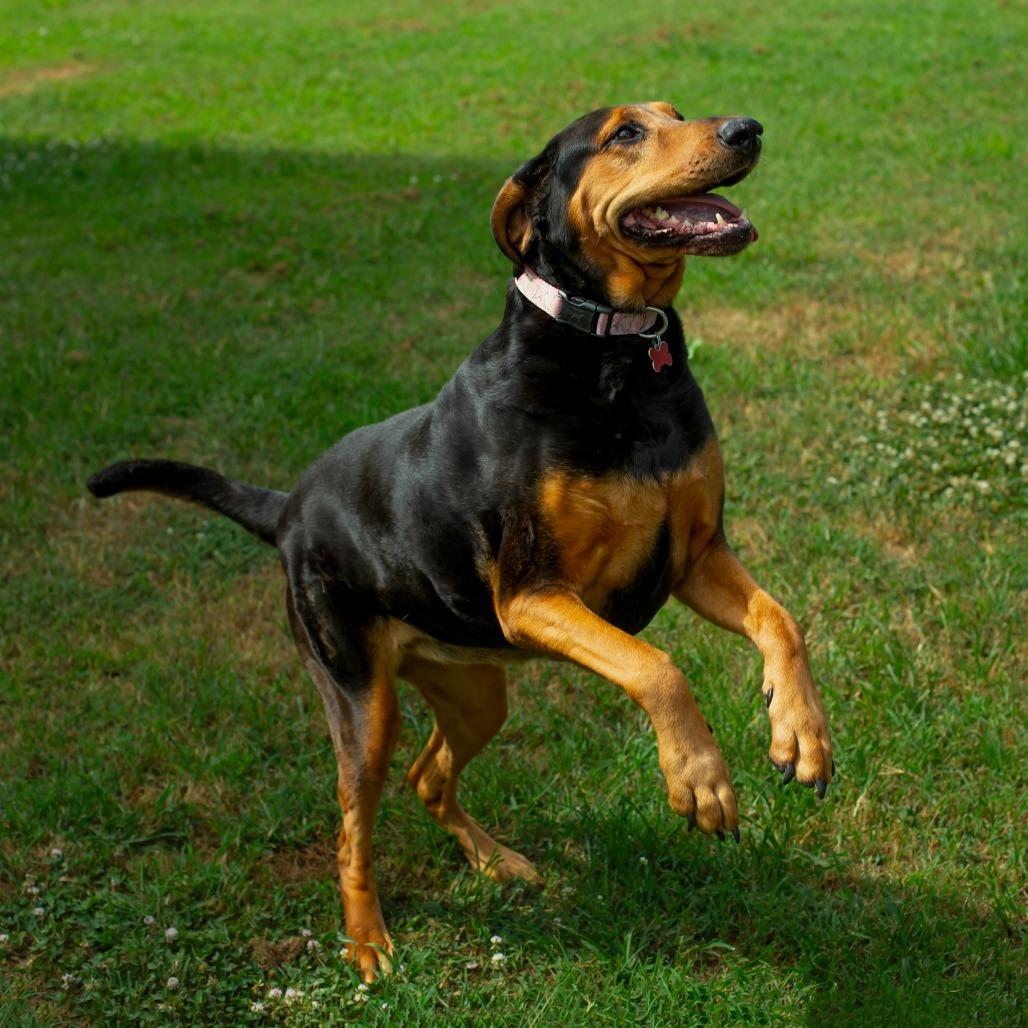 Chomper, a Adoptable mixed breed in Wichita, KS image 2/6