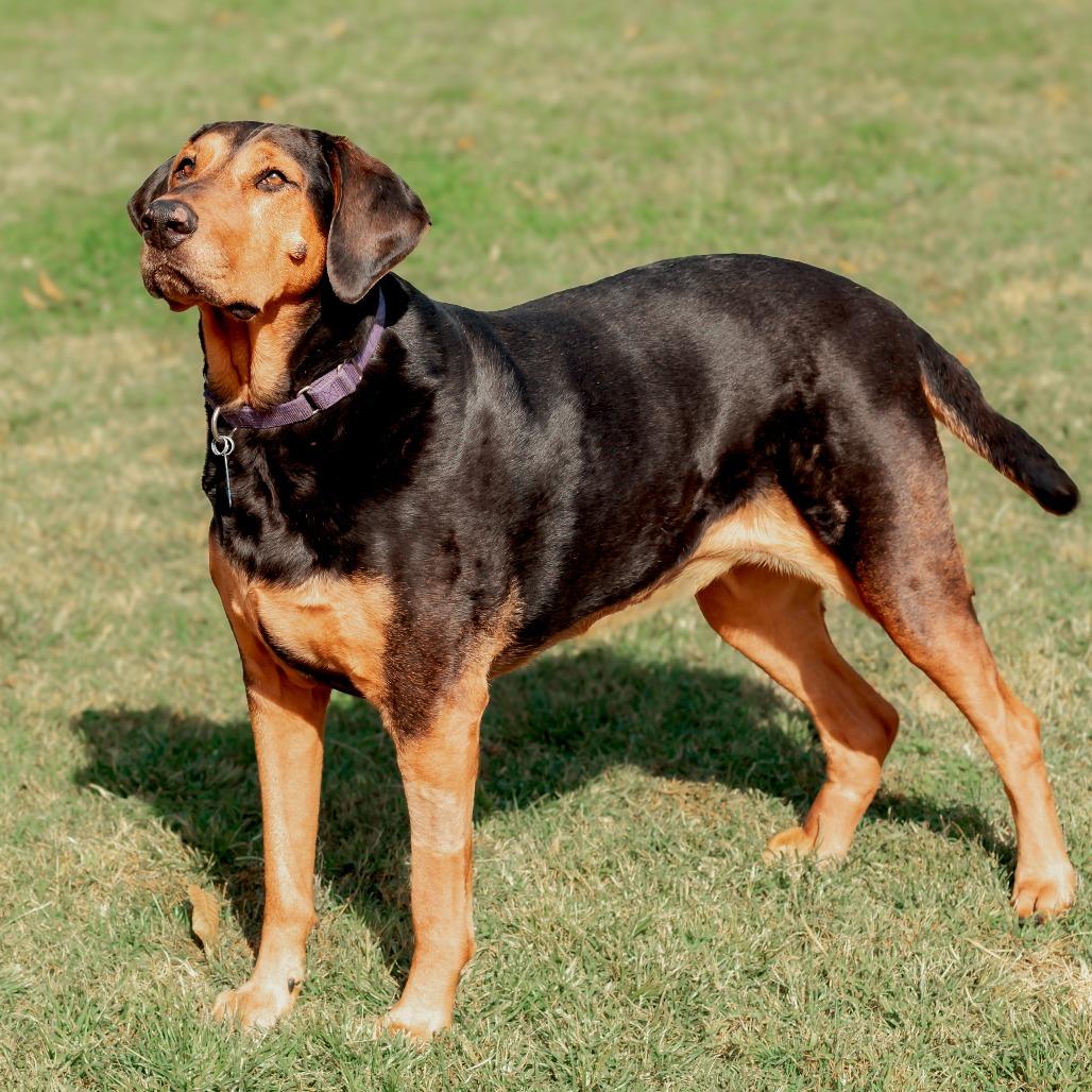 Enlarge Chomper, a Adoptable mixed breed in Wichita, KS image 2/6