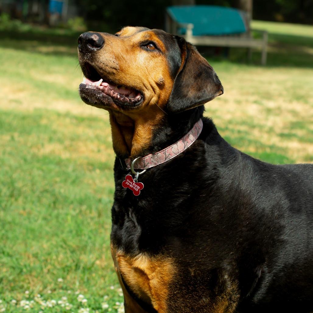 Chomper, a Adoptable mixed breed in Wichita, KS image 3/6