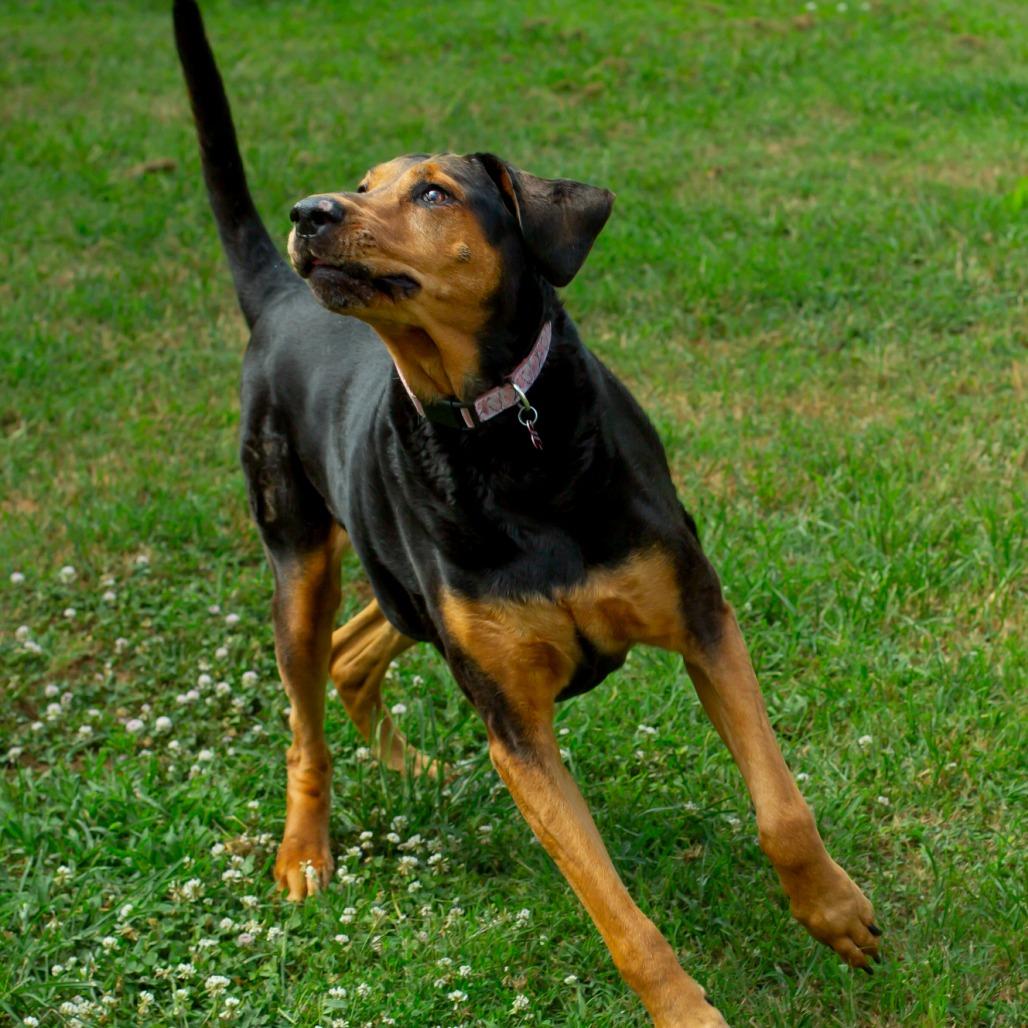 Chomper, a Adoptable mixed breed in Wichita, KS image 4/6