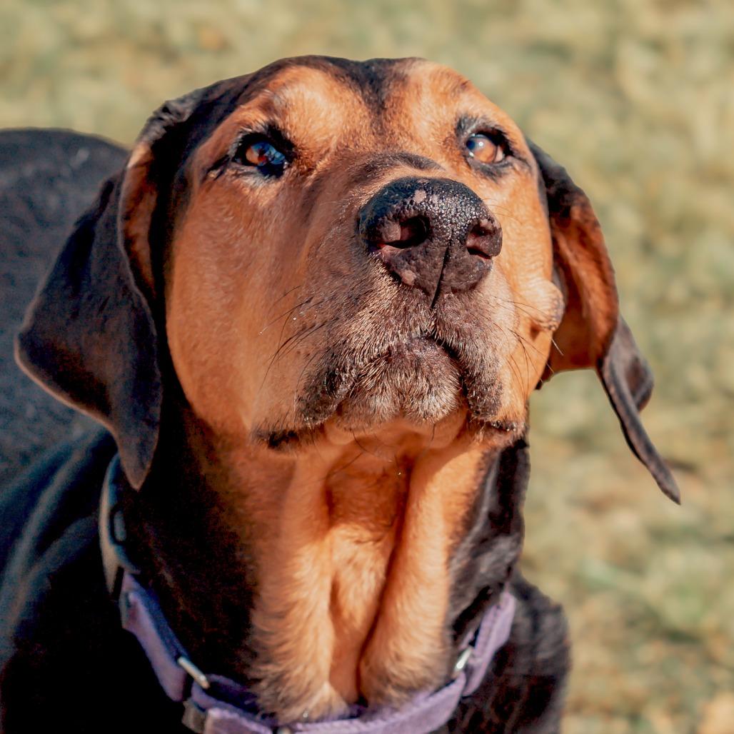 Enlarge Chomper, a Adoptable mixed breed in Wichita, KS image 3/6
