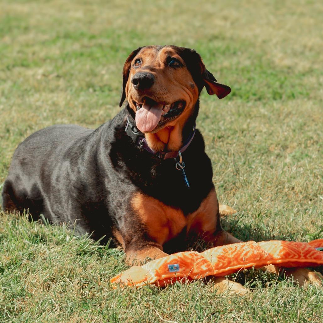 Enlarge Chomper, a Adoptable mixed breed in Wichita, KS image 4/6