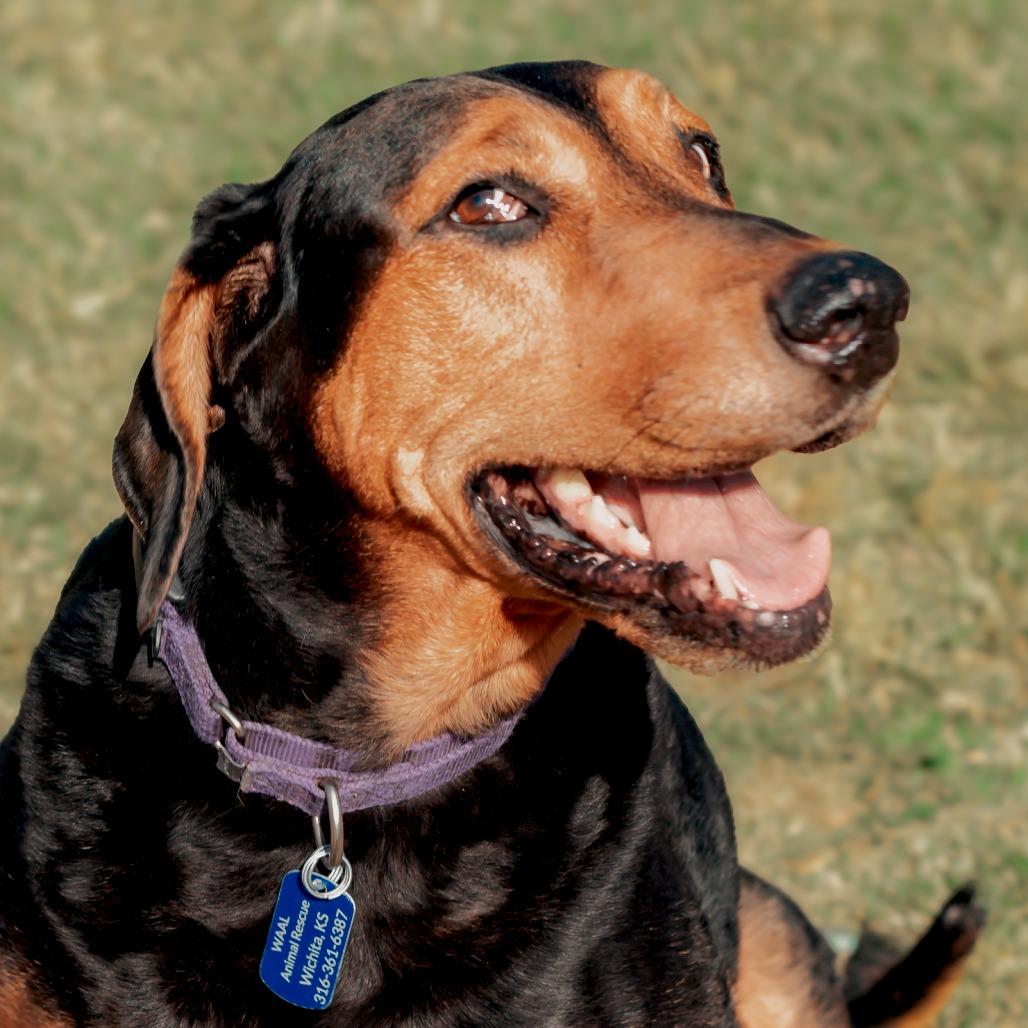 Enlarge Chomper, a Adoptable mixed breed in Wichita, KS image 5/6