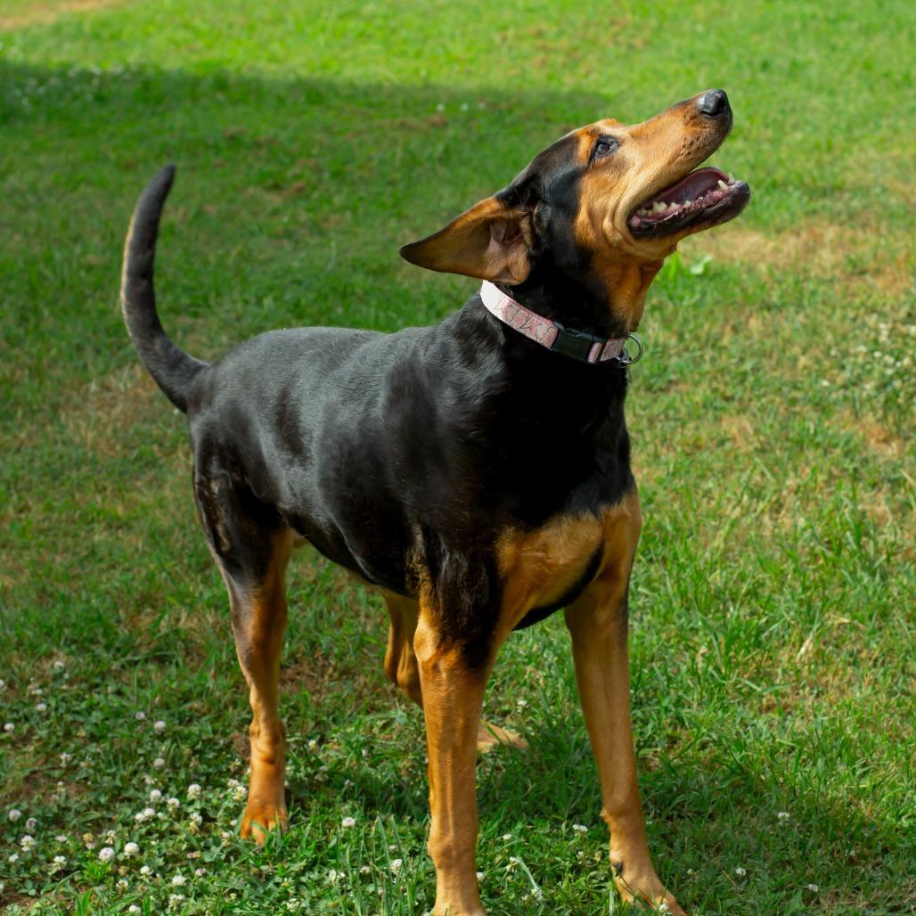 Chomper, a Adoptable mixed breed in Wichita, KS image 6/6