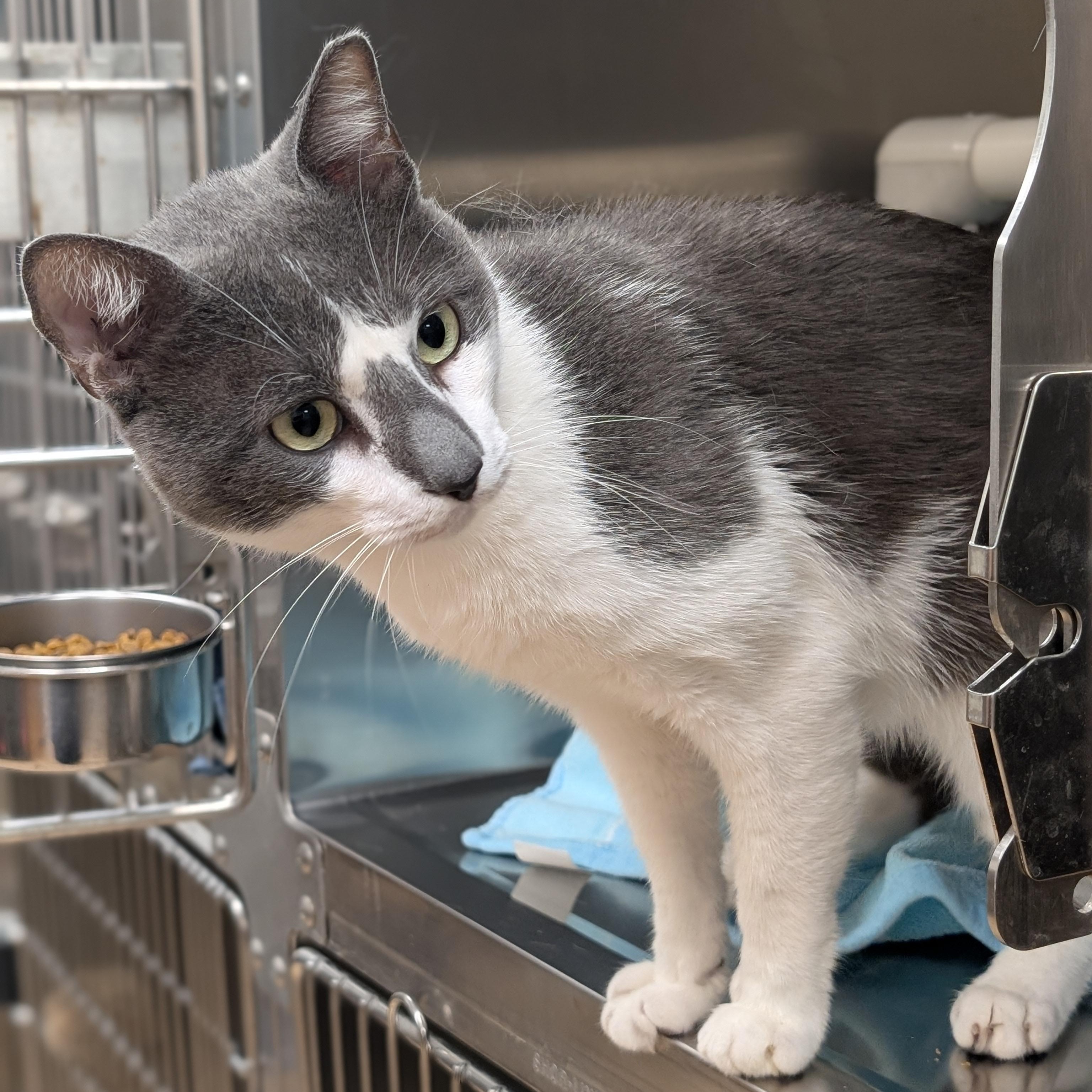 Sammy -at Pet Supermarket, Adoptable, Adult Male Domestic Short Hair.