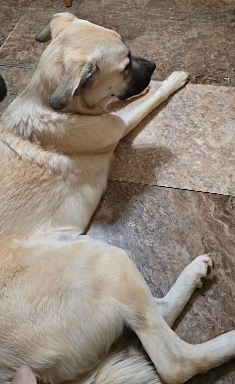 Sheba, a ADOPTABLE mixed breed in Mount Airy, NC image 4/5