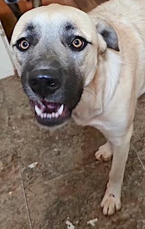 Sheba, a ADOPTABLE mixed breed in Mount Airy, NC image 2/5