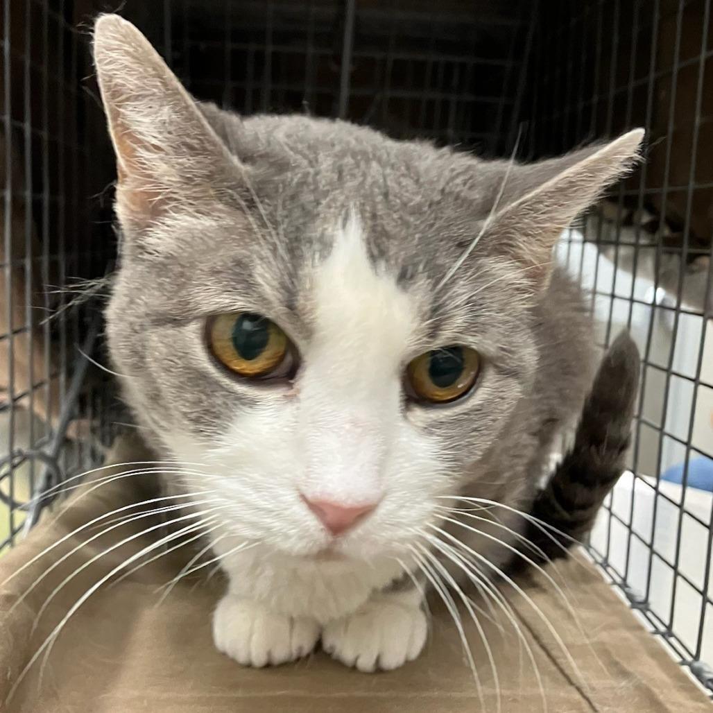 Momo — thumbnail 2