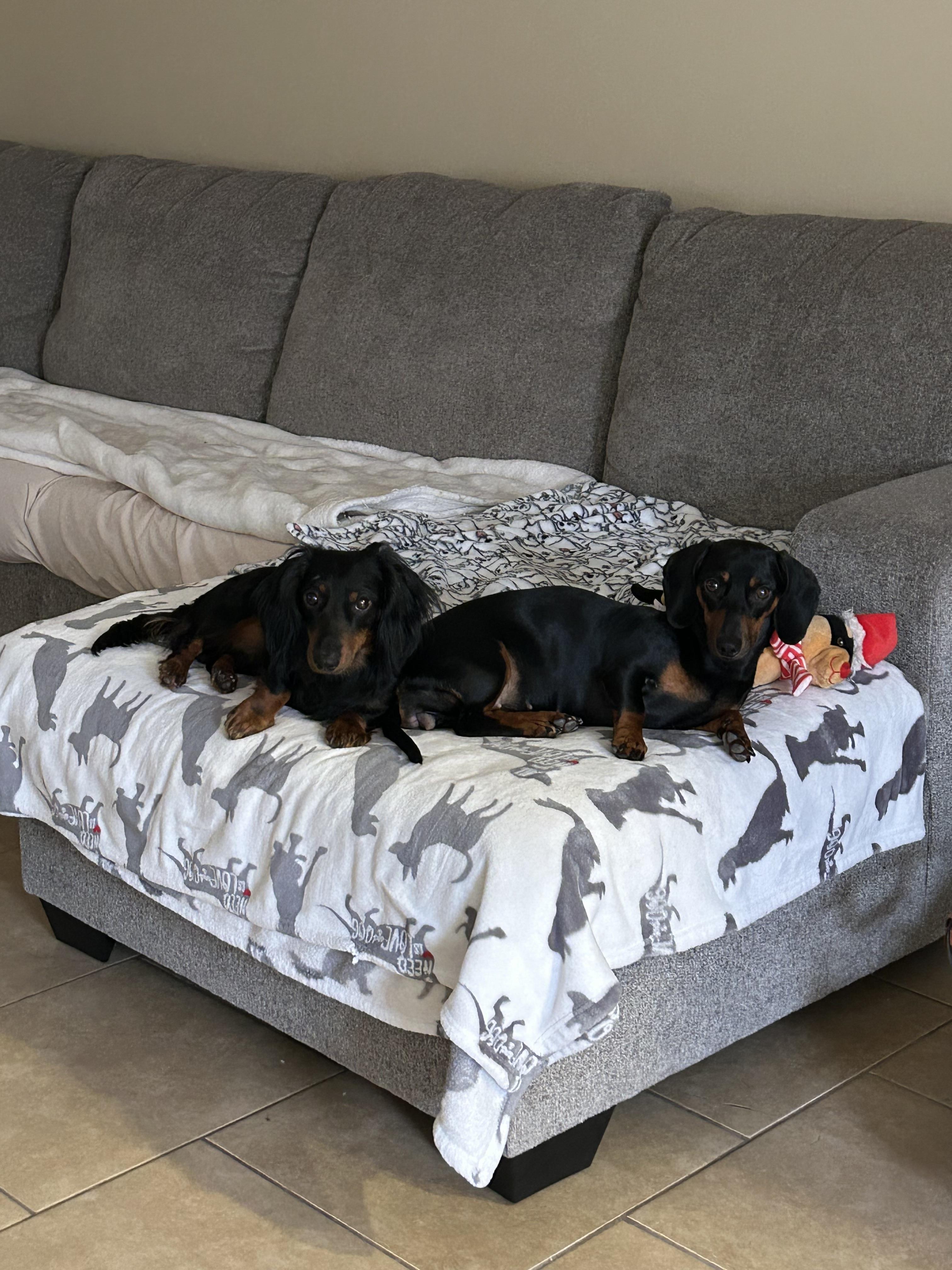 Enlarge Minnie & Ollie, a Adopted Dachshund (Miniature Long Haired) in Eau Claire , WI image 4/5