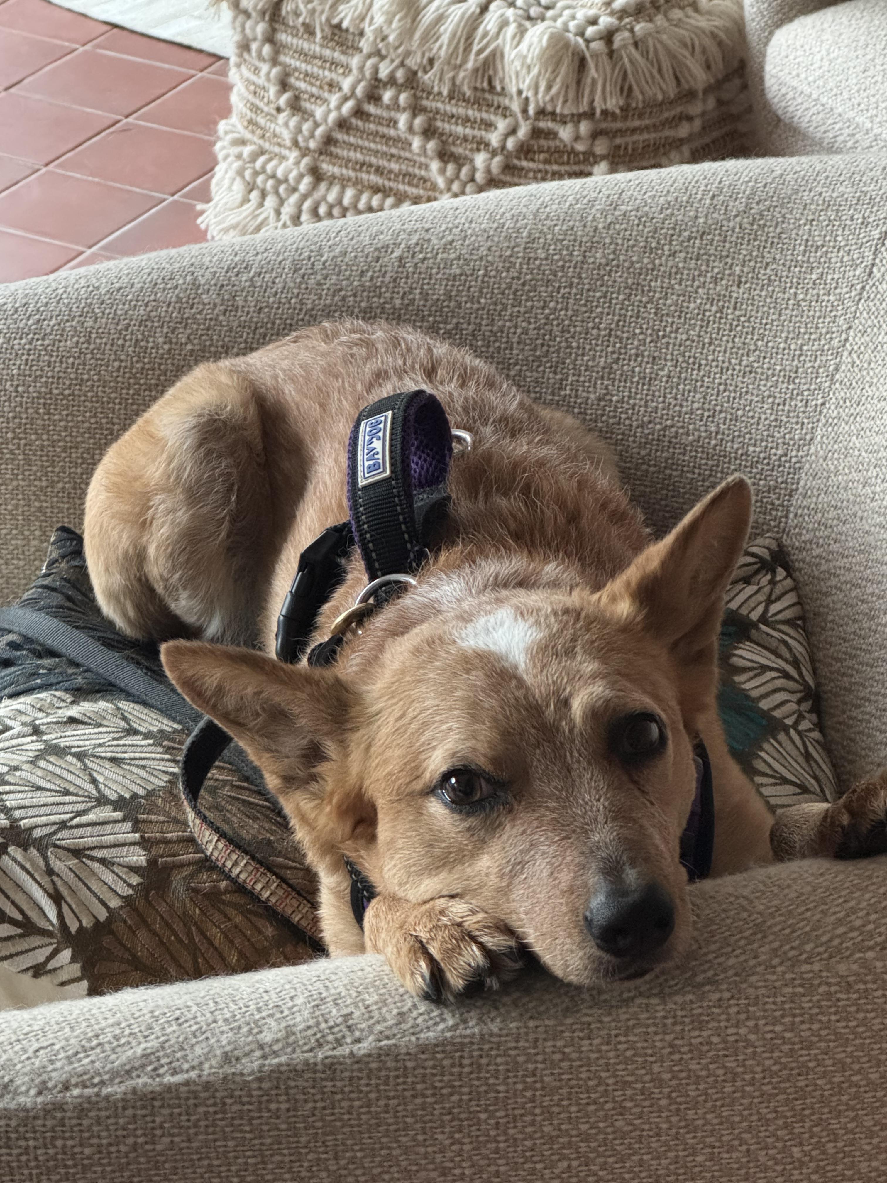 Ana, Adoptable, Adult Female Cattle Dog & Corgi.