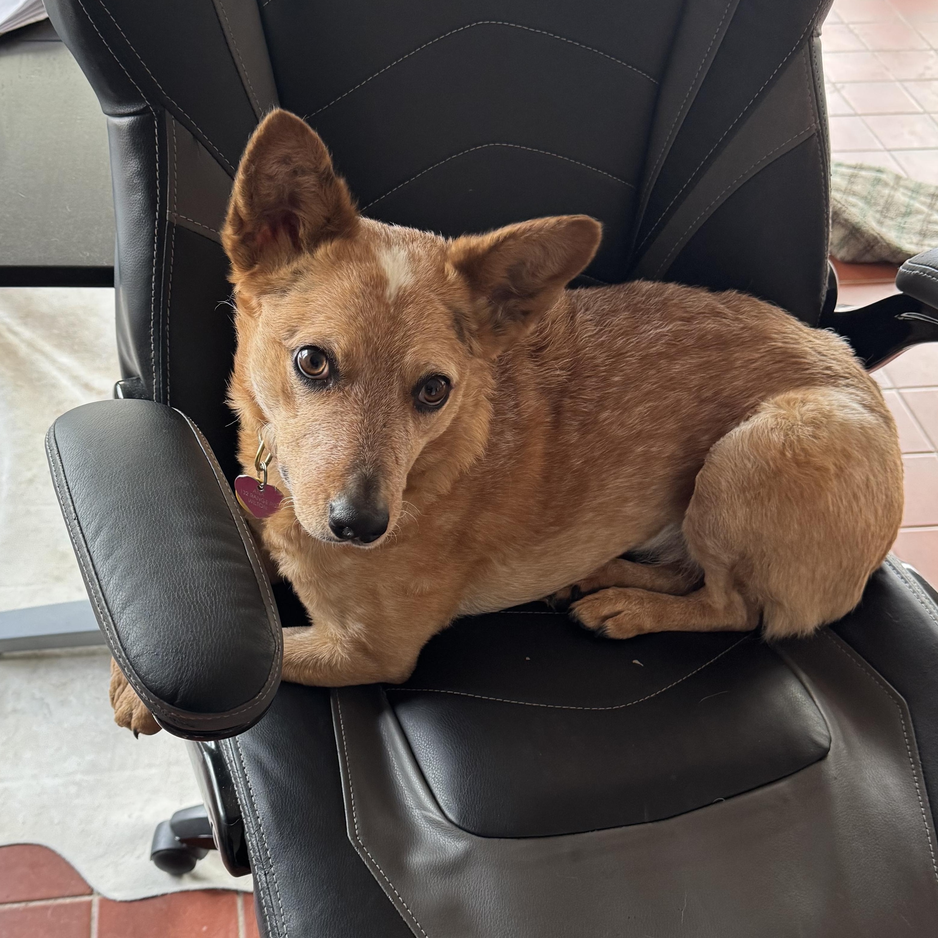 Enlarge Ana, a Adoptable mixed breed in Wilton, CT image 2/5