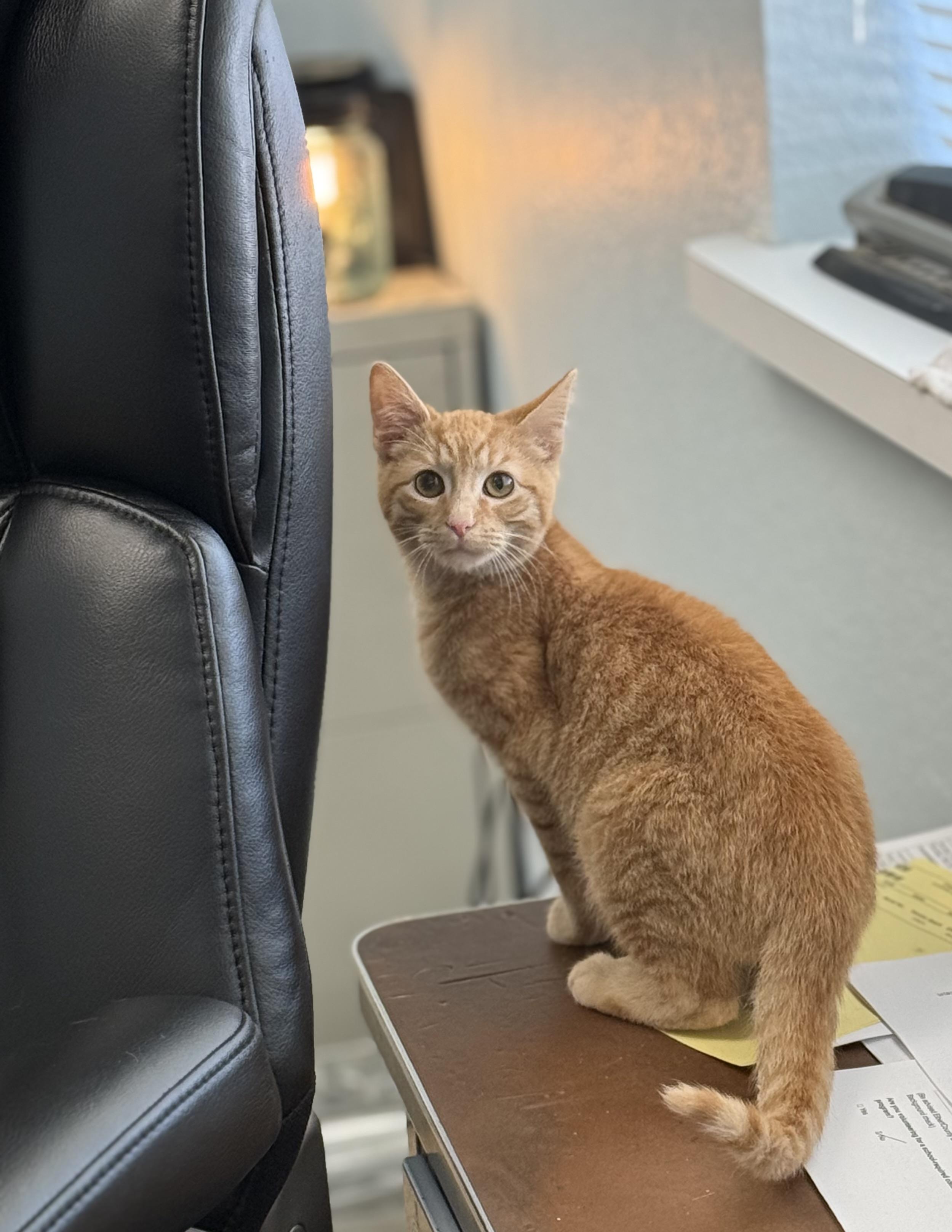 Enlarge Oj 11941, a ADOPTABLE Domestic Short Hair in Elberton, GA image 1/2
