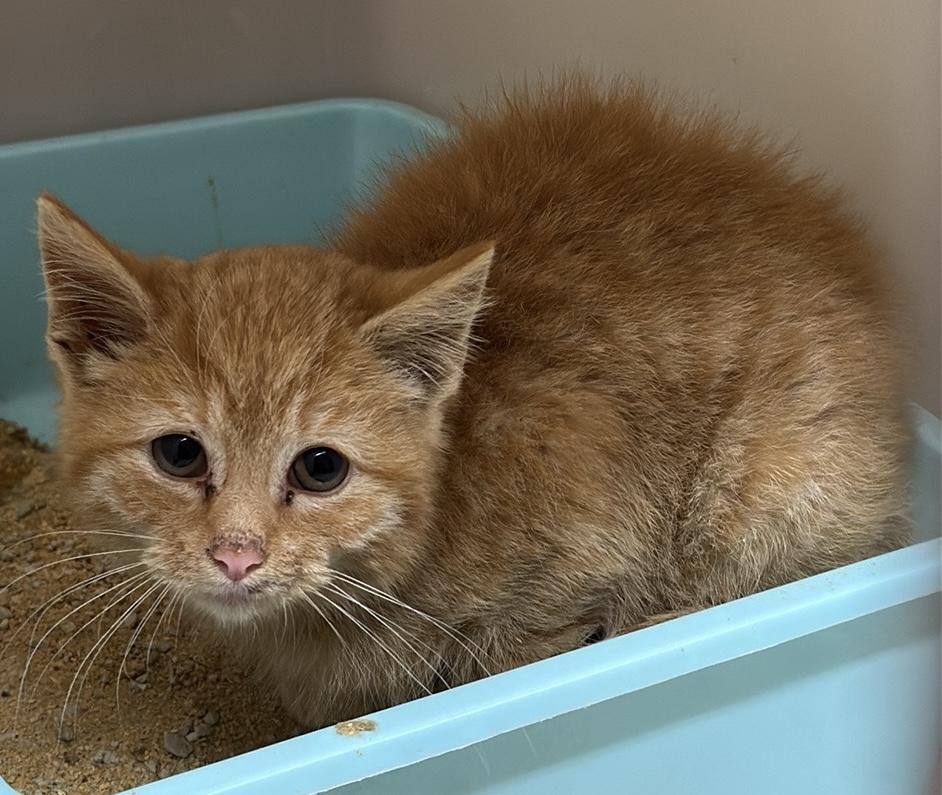 Oj 11941, ADOPTABLE, Kitten Male Domestic Short Hair.