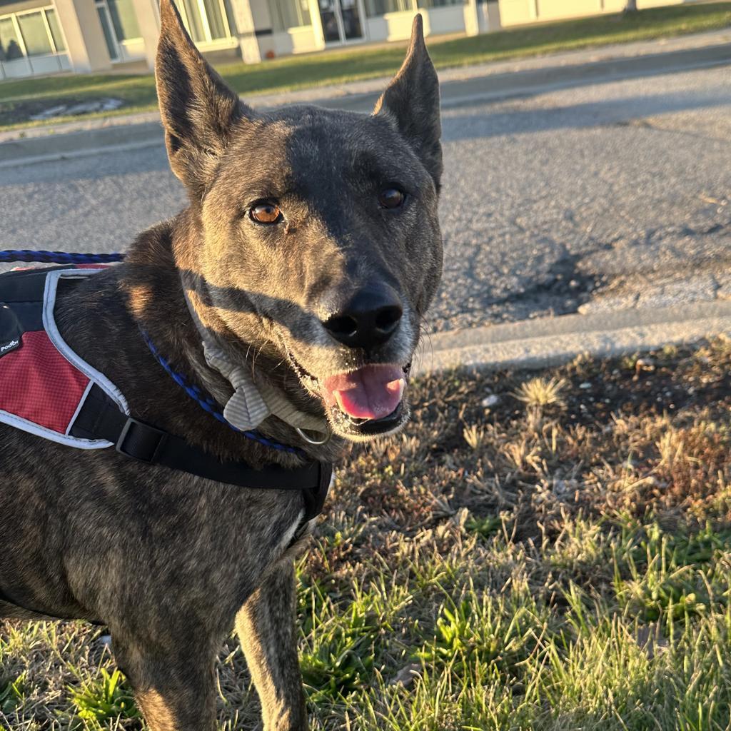 Odin, Adoptable, Adult Male Dutch Shepherd & Mixed Breed.