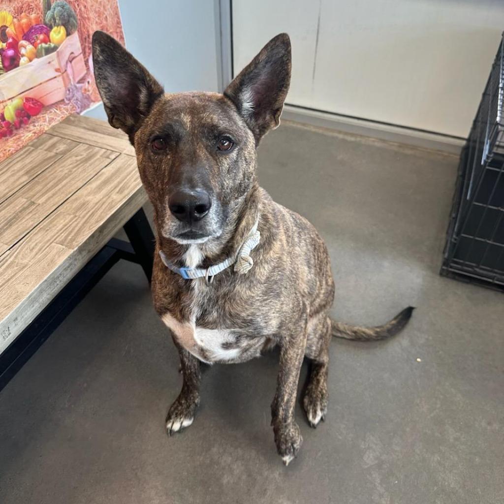 Enlarge Odin, a Adoptable mixed breed in Normal, IL image 4/4