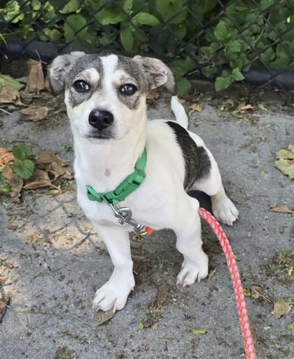Domingo, an adopted mixed breed in Lancaster, PA image 1/2
