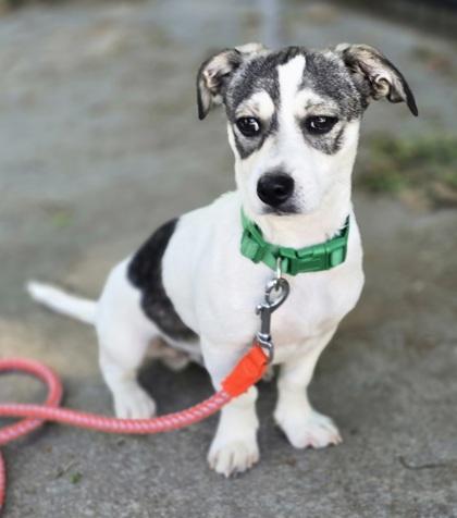 Domingo, an adopted mixed breed in Lancaster, PA image 2/2
