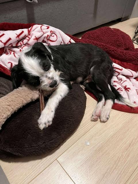 Enlarge Quinn, a ADOPTABLE mixed breed in St Catharines, ON image 4/5