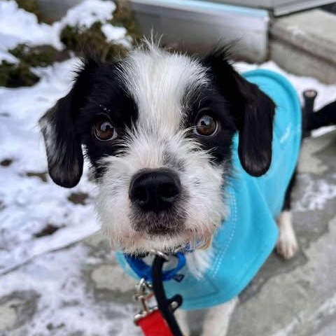 Quinn, ADOPTABLE, Young Male Parson Russell Terrier.