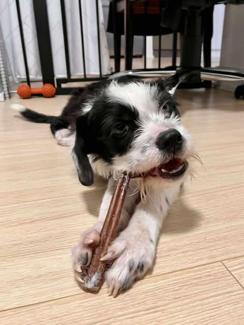 Enlarge Quinn, a ADOPTABLE mixed breed in St Catharines, ON image 5/5