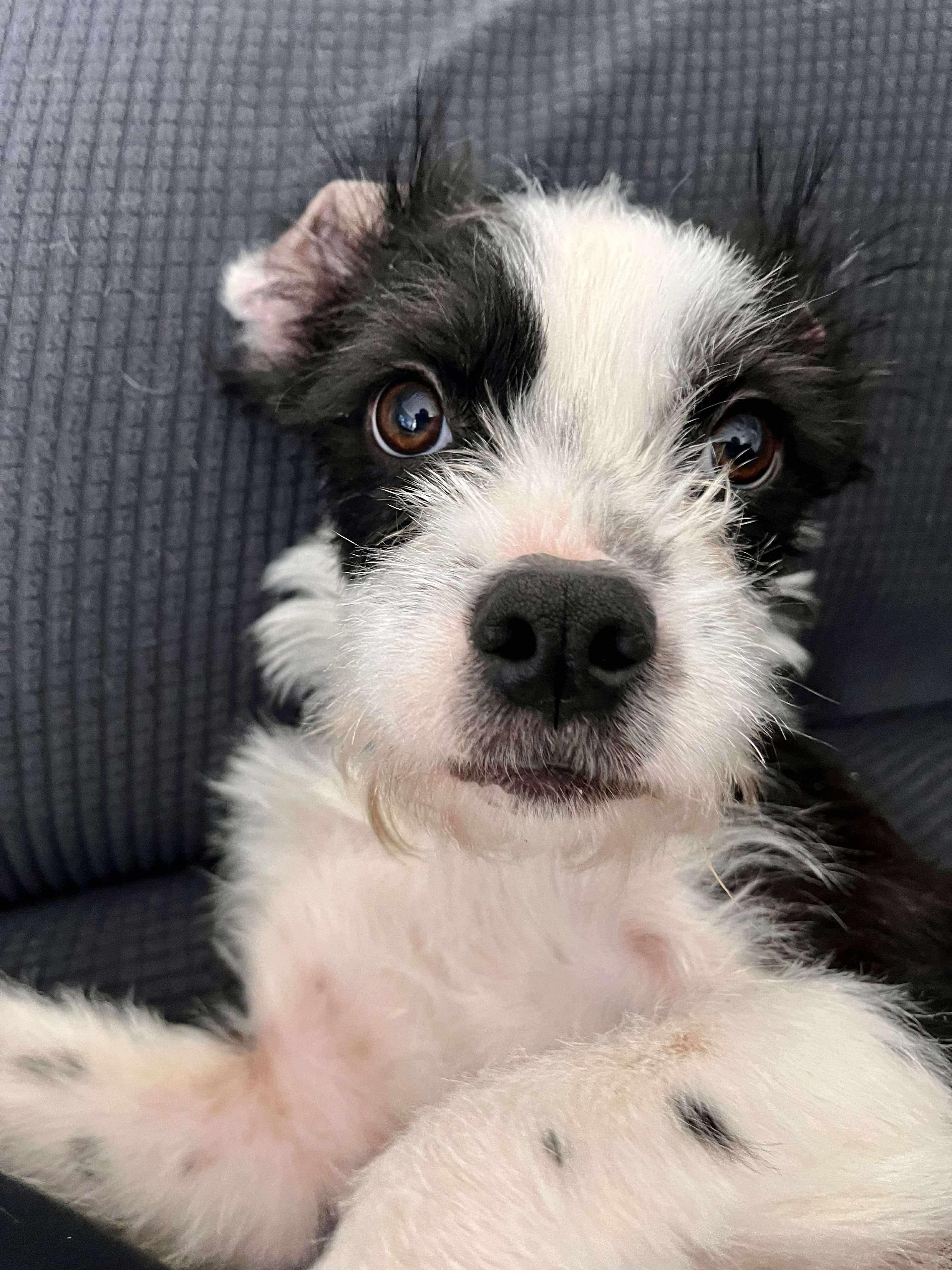 Enlarge Quinn, a ADOPTABLE mixed breed in St Catharines, ON image 3/5