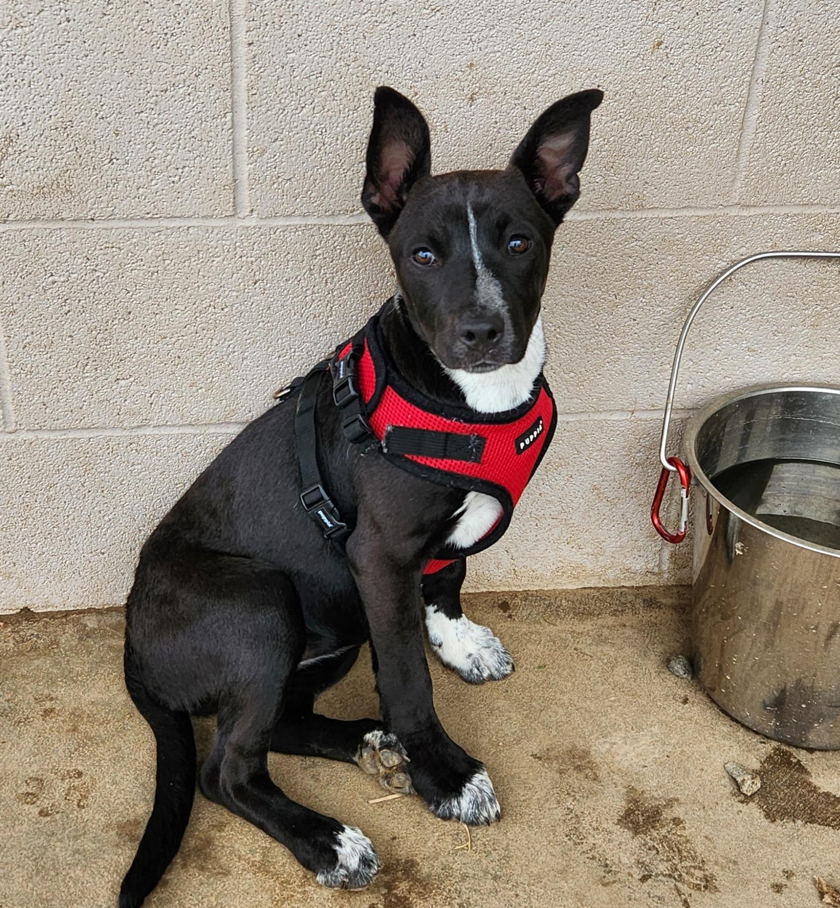 Enlarge Zuri, a ADOPTABLE mixed breed in Siloam Springs, AR image 1/3