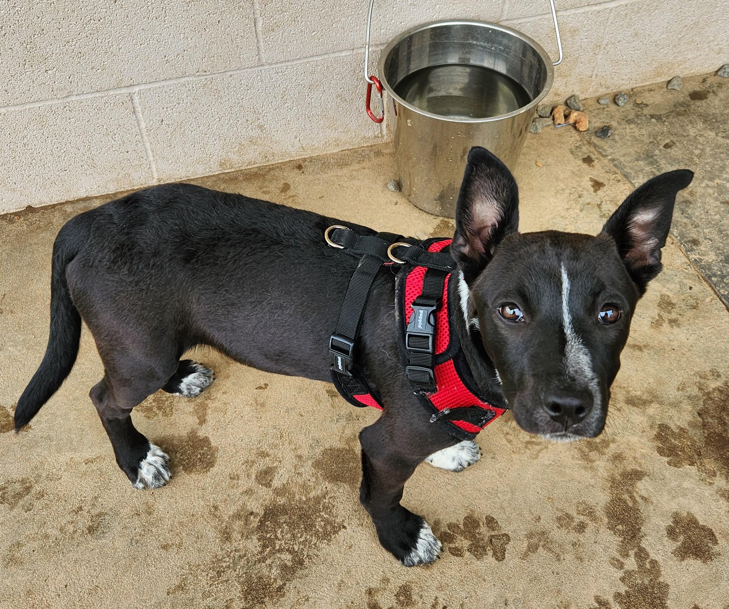 Enlarge Zuri, a ADOPTABLE mixed breed in Siloam Springs, AR image 2/3