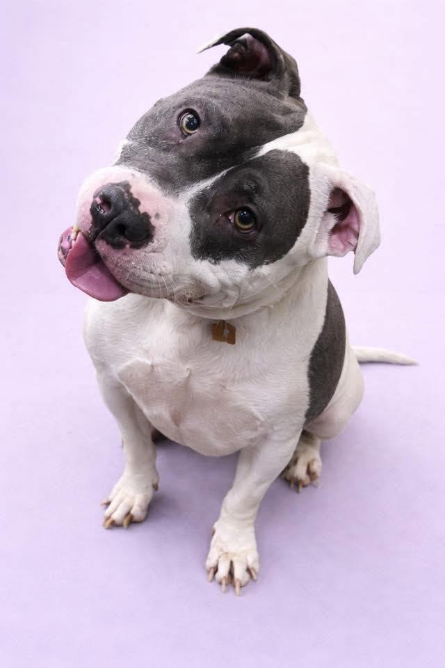 Enlarge Diamond, a Adoptable Pit Bull Terrier in Rockville, MD image 1/3