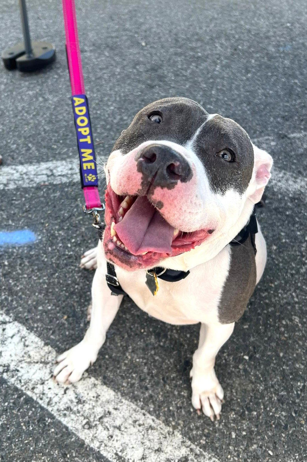 Diamond, Adoptable, Young Female Pit Bull Terrier.