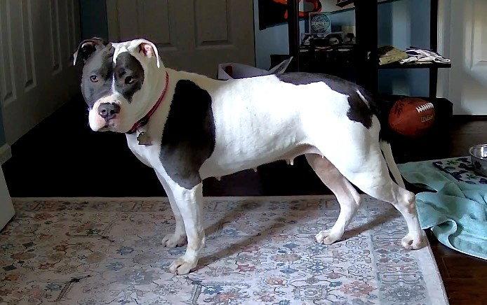 Enlarge Diamond, a Adoptable Pit Bull Terrier in Rockville, MD image 2/3