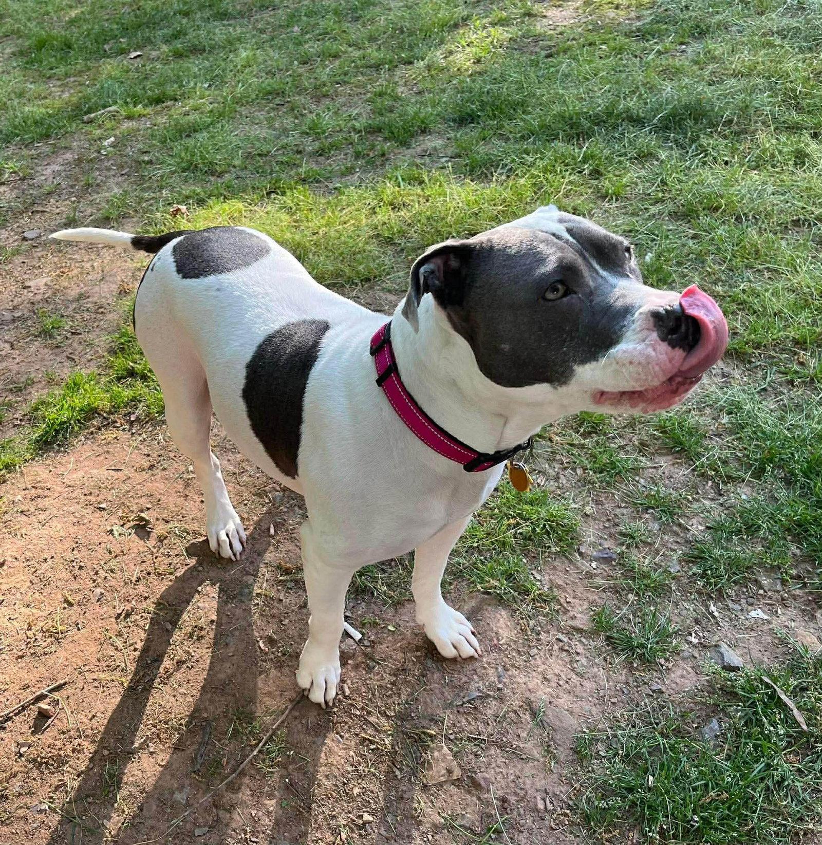Diamond, a Adoptable Pit Bull Terrier in Rockville, MD image 2/3
