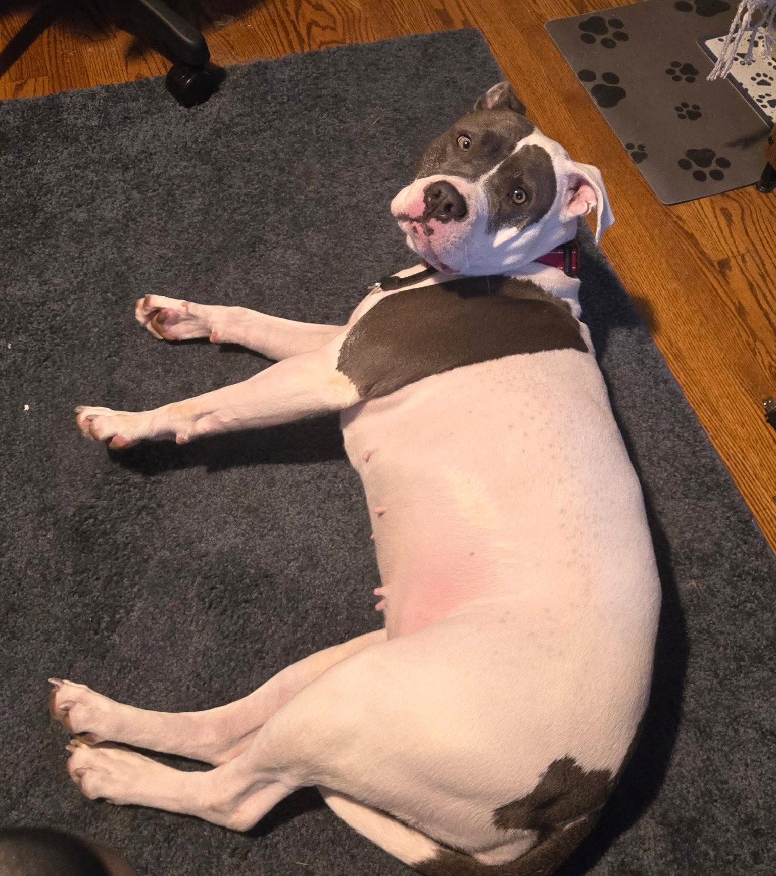 Enlarge Diamond, a Adoptable Pit Bull Terrier in Rockville, MD image 2/3