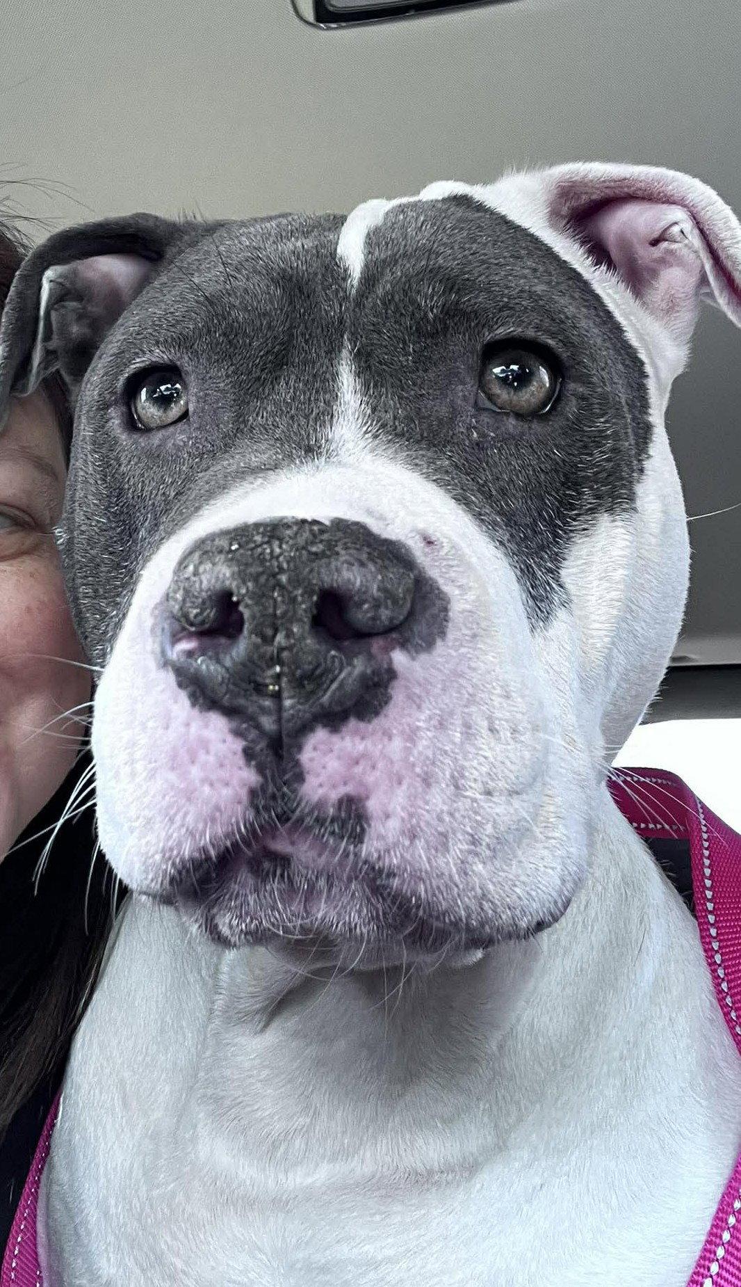 Enlarge Diamond, a Adoptable Pit Bull Terrier in Rockville, MD image 3/3