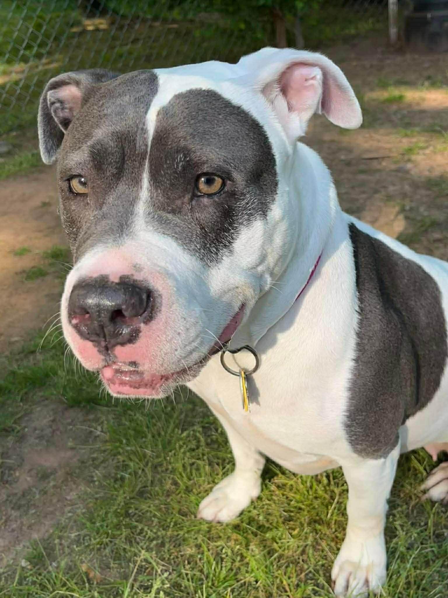 Diamond, a Adoptable Pit Bull Terrier in Rockville, MD image 3/3