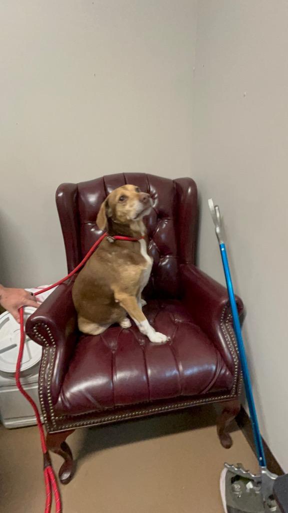 Kitana (Fhelia), a Adoptable Hound in Springfield, TN image 1/4