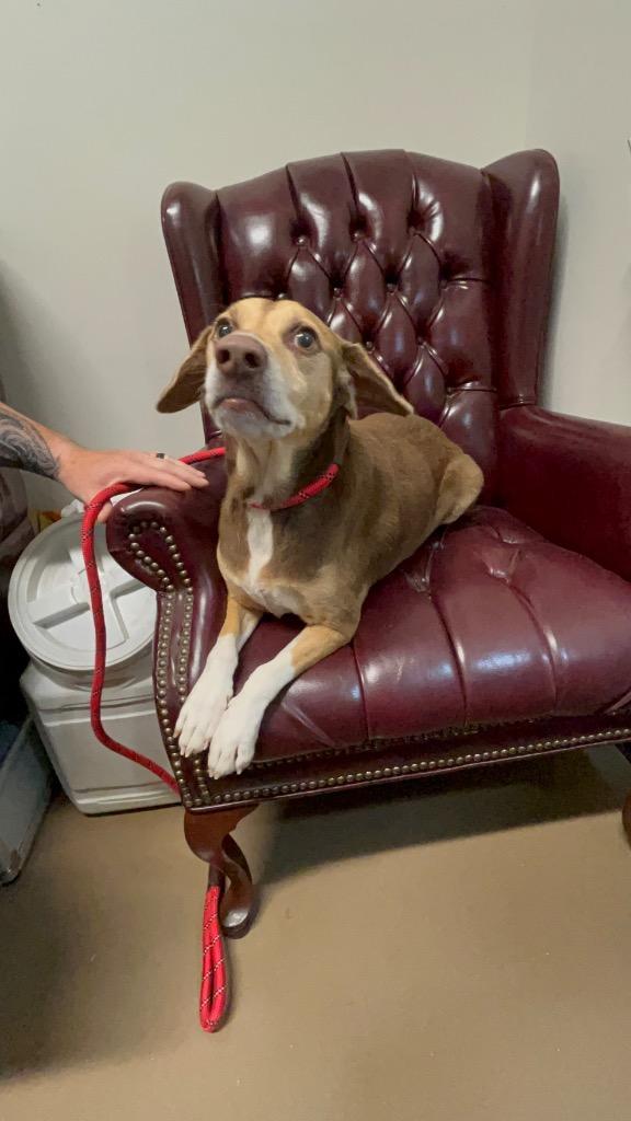 Kitana (Fhelia), a Adoptable Hound in Springfield, TN image 2/4