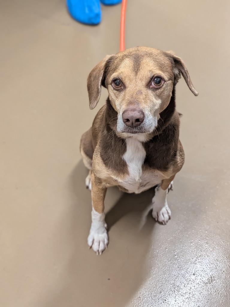 Kitana (Fhelia), a Adoptable Hound in Springfield, TN image 3/4