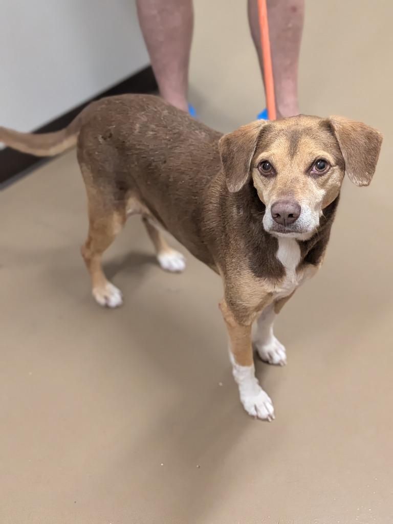 Kitana (Fhelia), a Adoptable Hound in Springfield, TN image 4/4