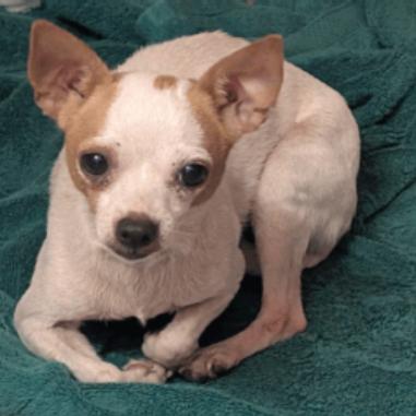 Marigold, Adoptable, Adult Female Chihuahua.