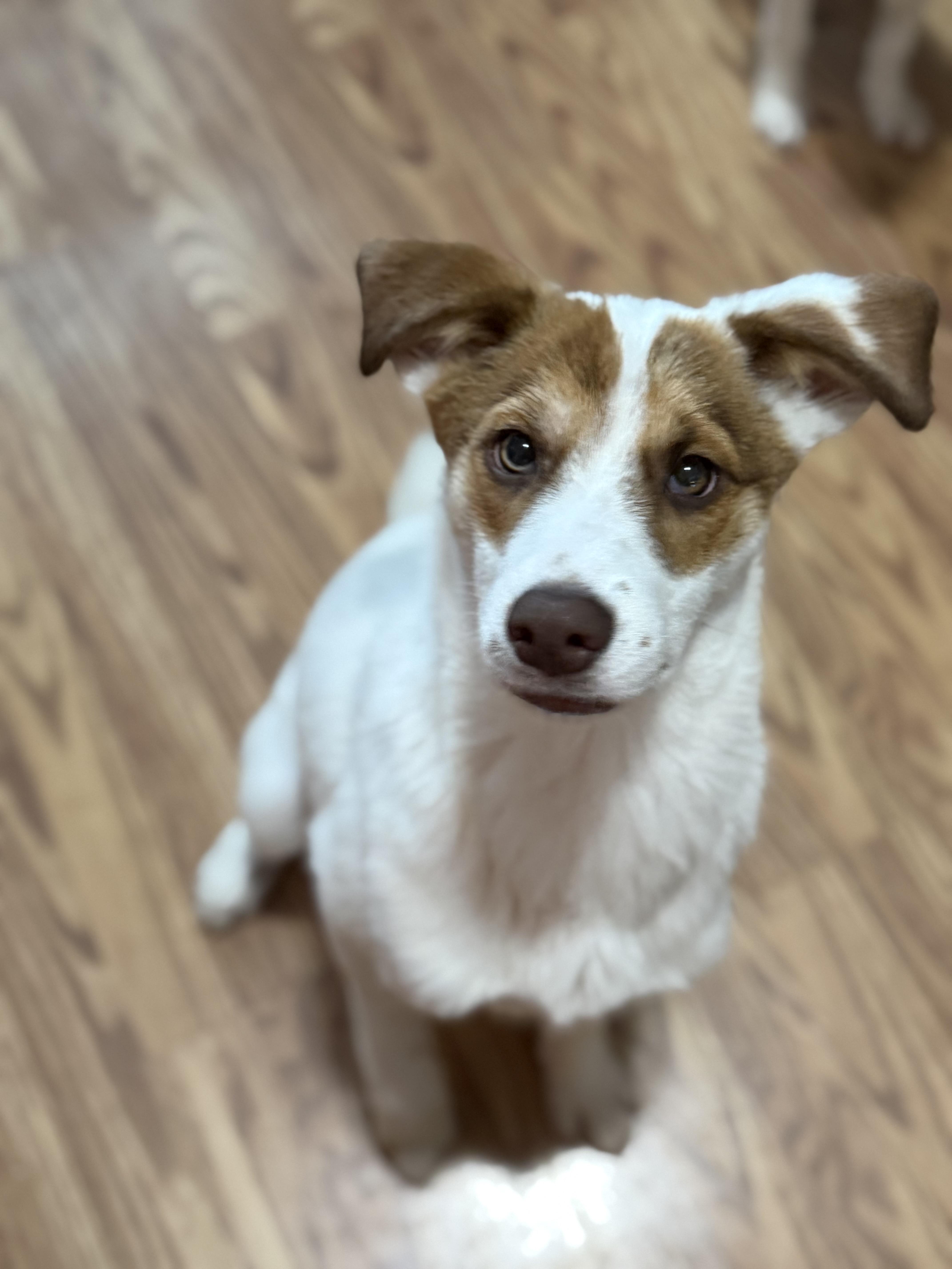 Anna, adopted, Young Female Collie & Spaniel.