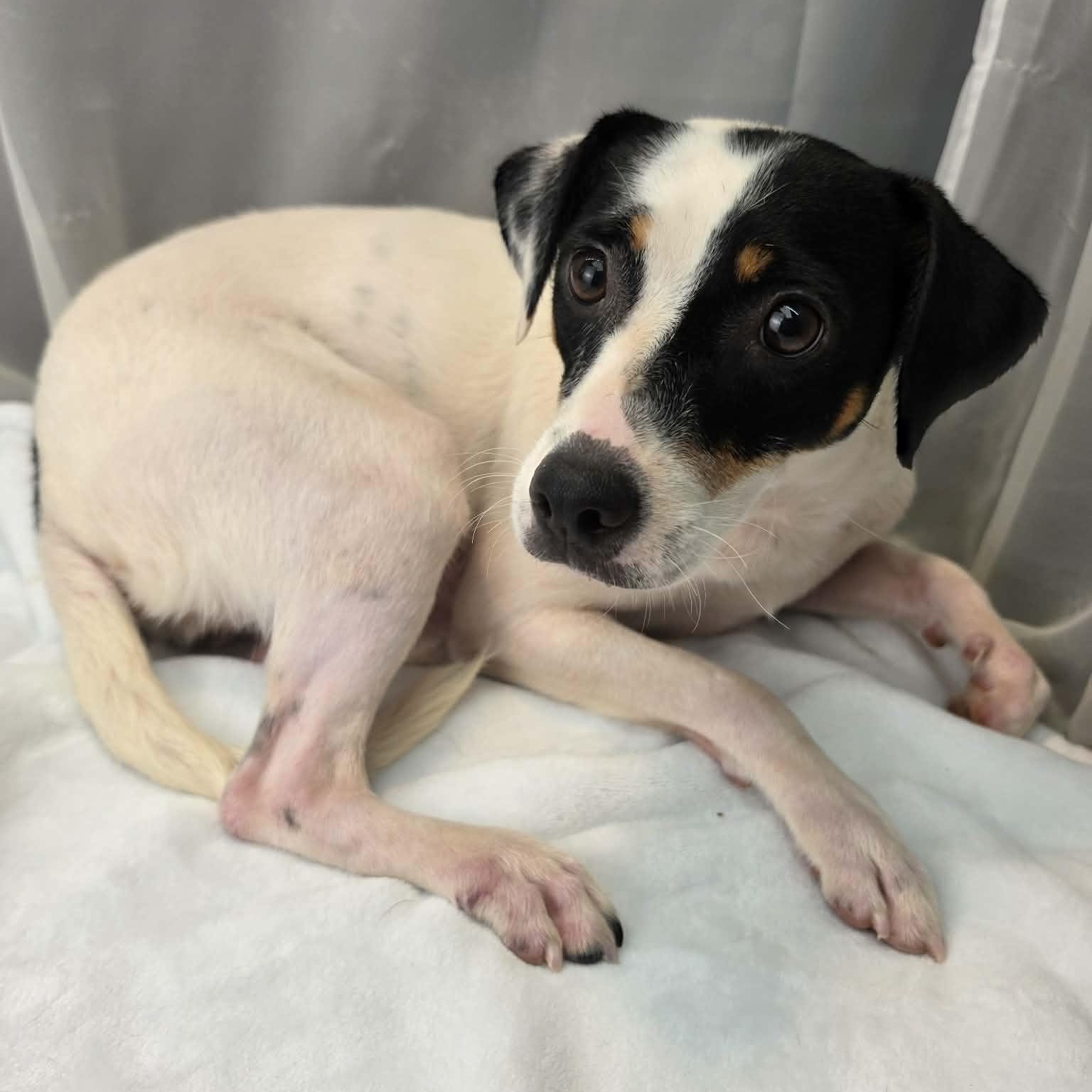 Enlarge Destiny, a Adoptable mixed breed in Jackson, MI image 4/5