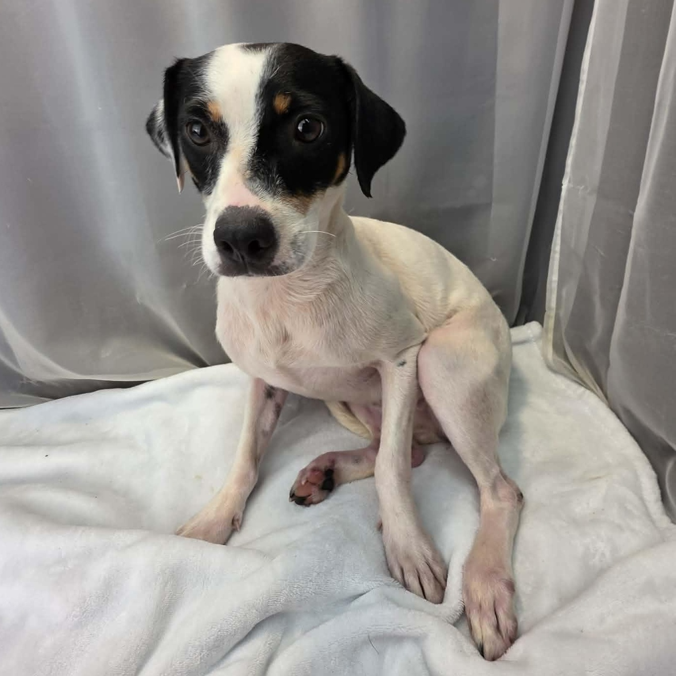 Enlarge Destiny, a Adoptable mixed breed in Jackson, MI image 3/5