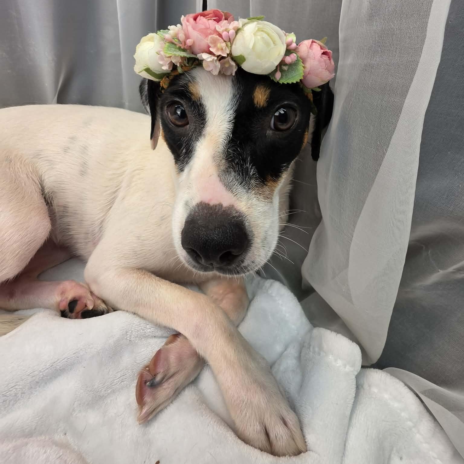 Enlarge Destiny, a Adoptable mixed breed in Jackson, MI image 5/5