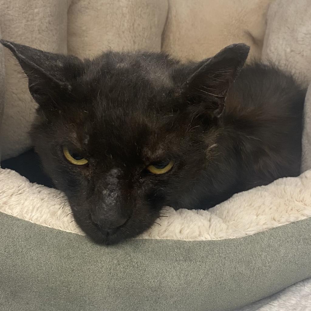 Slurpee — thumbnail 4