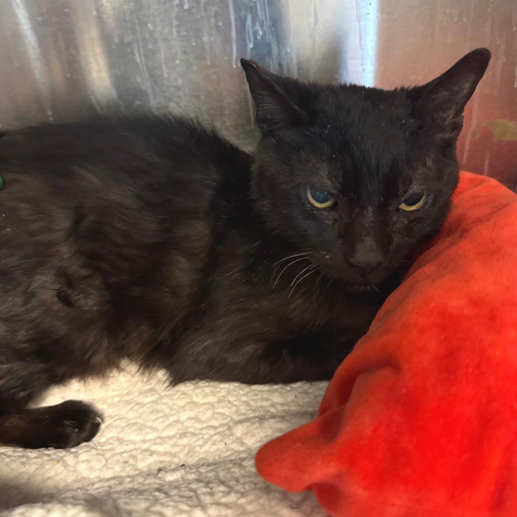 Slurpee — thumbnail 6