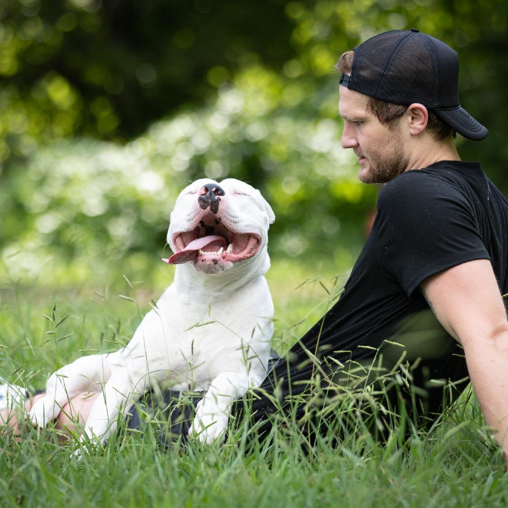 Splotter, Adoptable, Adult Male Pit Bull Terrier.